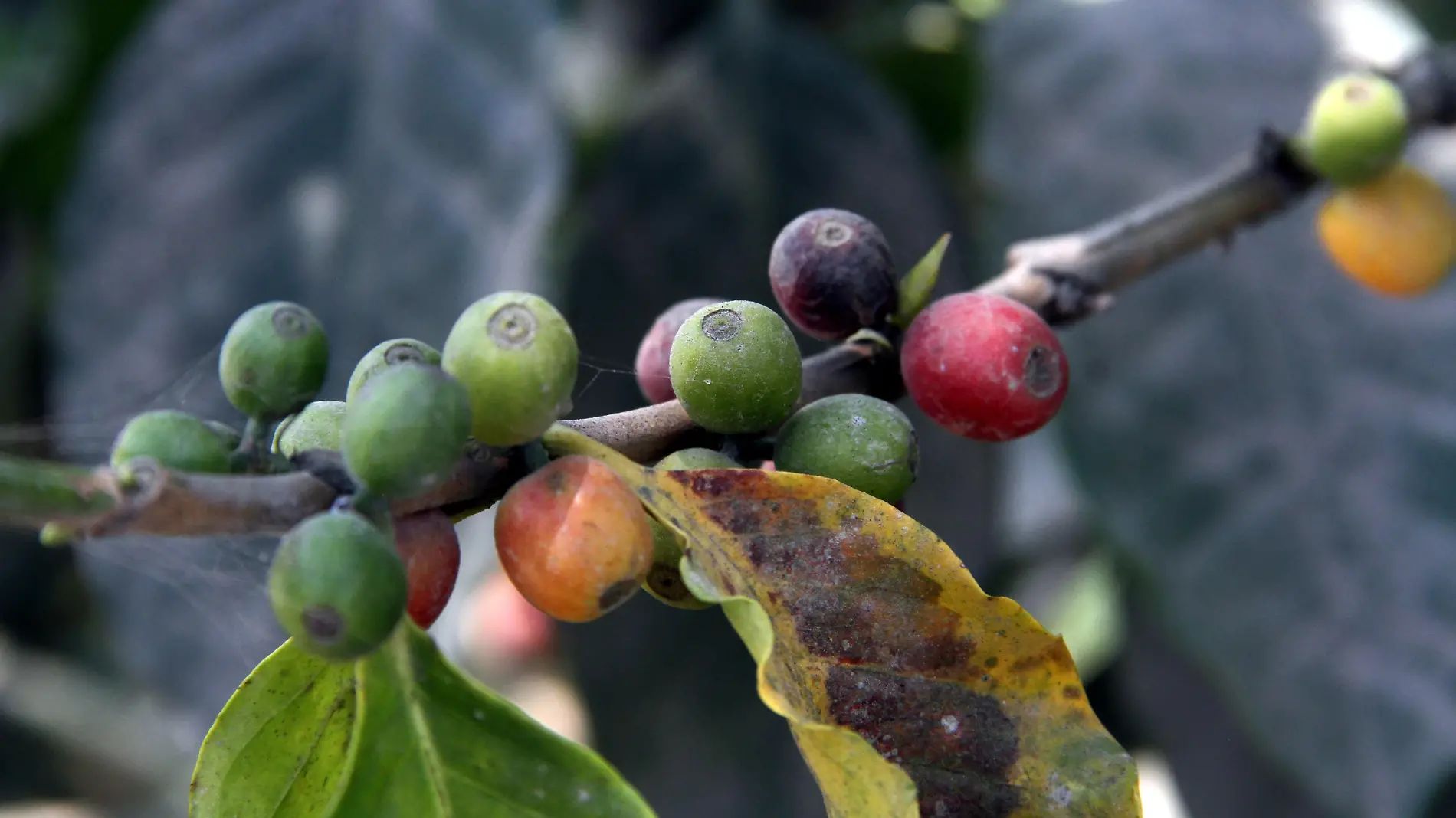 Plantación de Café | Plagas | Campesino